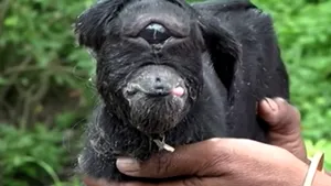 VIDEO Un pui de capră născut cu un singur ochi IMENS face senzaţie în mediul online. ”Capra ciclop” i-a FERMECAT pe internauţi