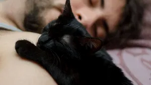 Ziua pisicii negre. Interviuri emoţionante. Pisica neagră la români: ghinion sau noroc? FOTO