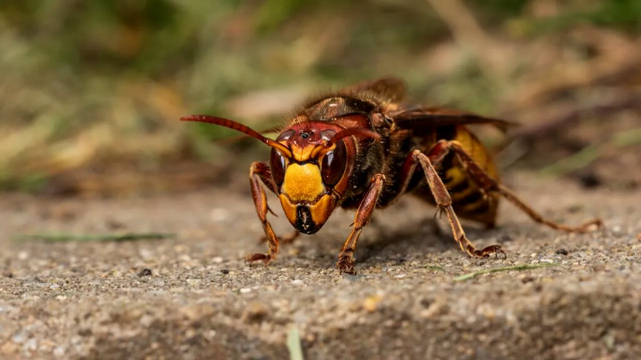 O insectă periculoasă din Orientul Mijlociu se răspândește în jurul Romei