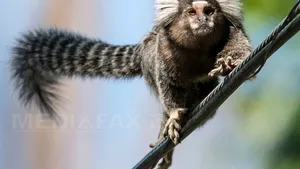 STUDIU: Maimuţele aşteaptă răspunsul interlocutorilor înainte de a continua o conversaţie