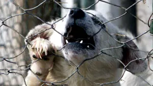 Rm Vâlcea: Anchetă a Poliţiei după ce mai mulţi câini au murit otrăviţi pe stradă