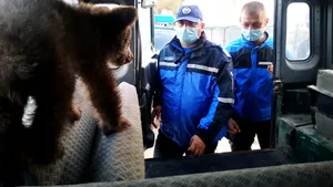 Doi pui de urs care erau răniţi au fost salvaţi de jandarmii argeşeni