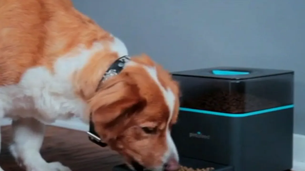 Cum îţi poţi hrăni pisica sau câinele prin telefon: Invenţia inedită care te anunţă pe Facebook când a mâncat animalul tău - FOTO, VIDEO