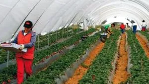 Joburi de criză: între 800 şi 4.000 de euro pe lună