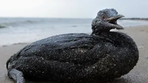 Numărul de păsări moarte din cauza poluării din Marea Neagră continuă să crească