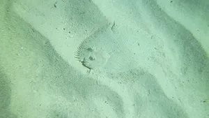 COMENTARIU Lelia Munteanu. La Golful Porcilor