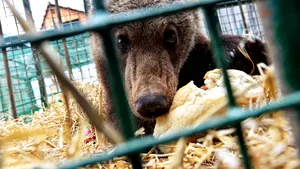 Sibiu: Doi pui de urs, rămaşi fără mamă, s-au aciuat într-o curte. Ei au fost duşi într-un adăpost