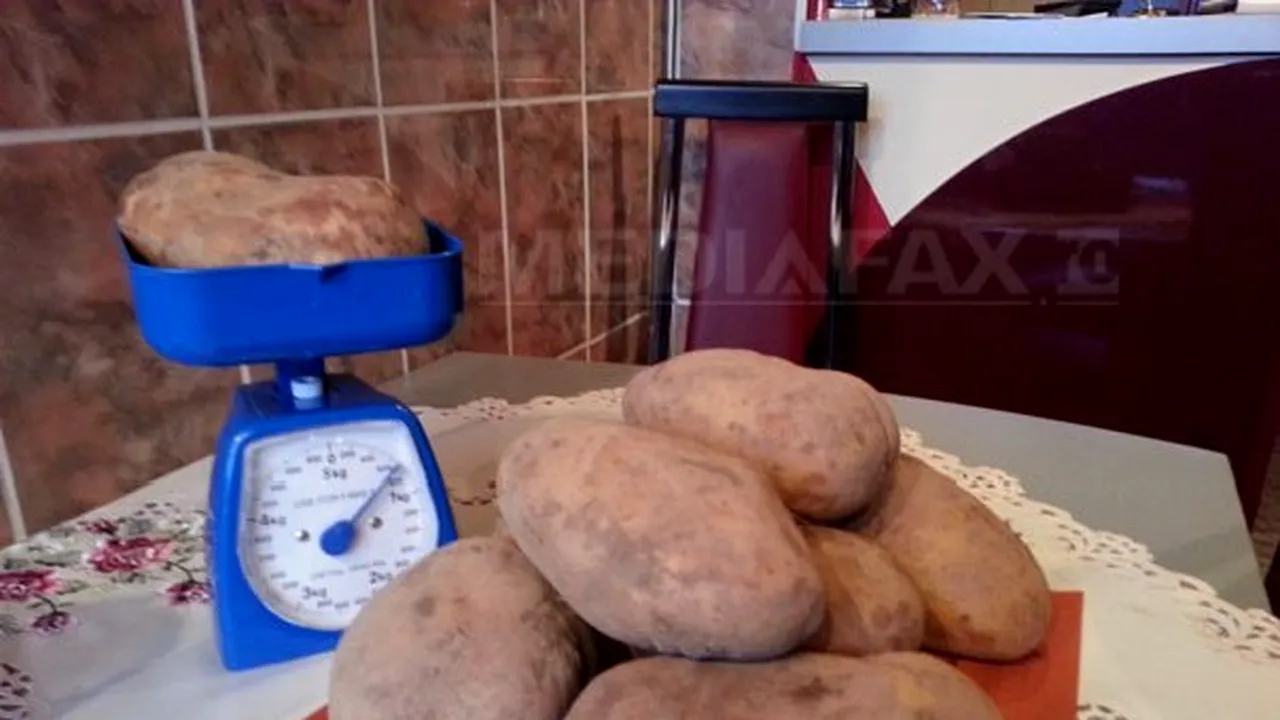 Cluj: Cartofi gigant, de un kilogram bucata: 