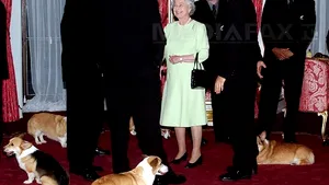 Câinii Corgi, preferaţi de regina Elizabeth a II-a, pe cale de dispariţie