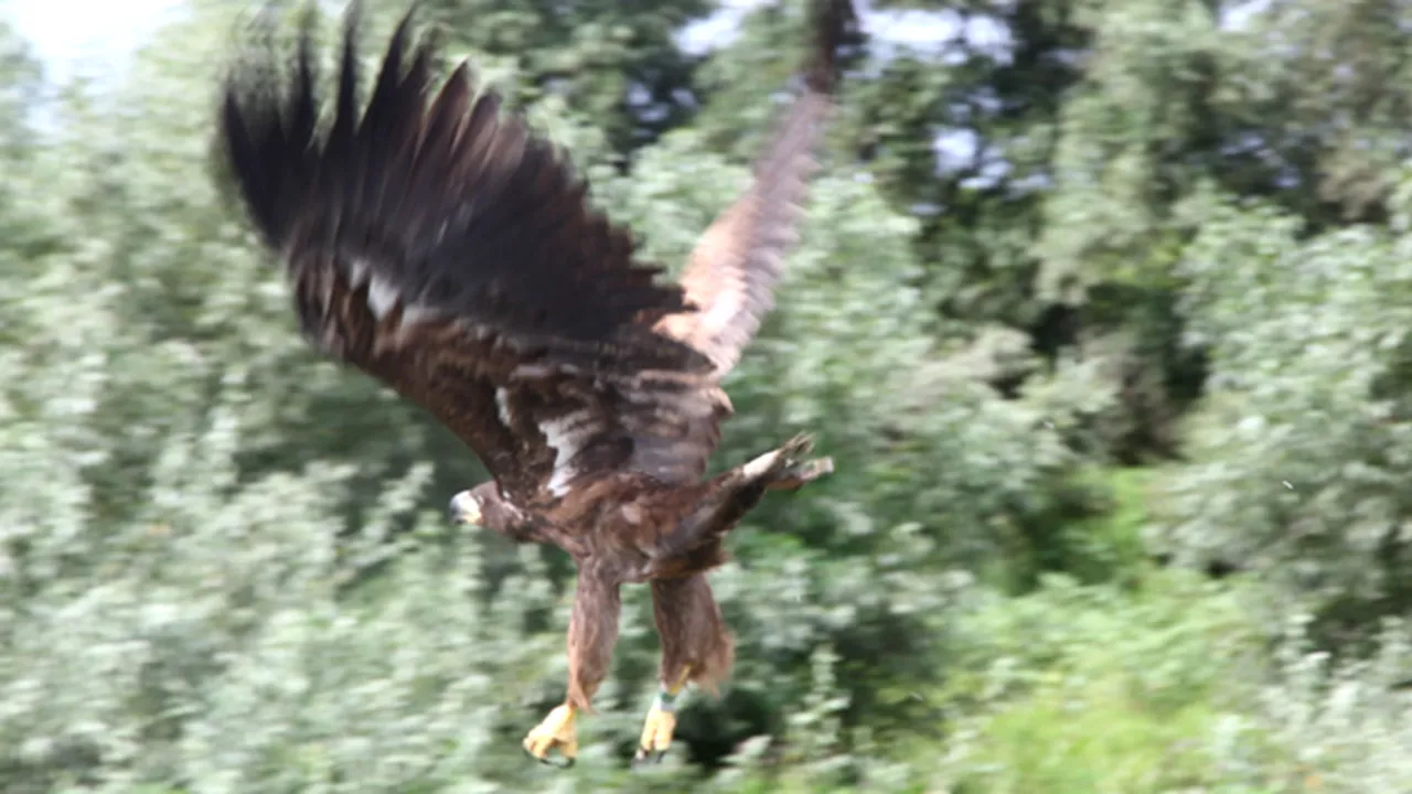 Norvegia. Fetiţă de 20 de luni, atacată de un vultur auriu în fermă