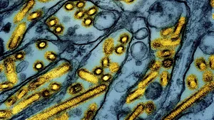 Gripa aviară H5N1. Simulări științifice arată cât de rapid poate scăpa de sub control un focar uman