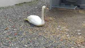 Gripa aviară a fost depistată în Călăraşi. Caz confirmat la o lebădă moartă