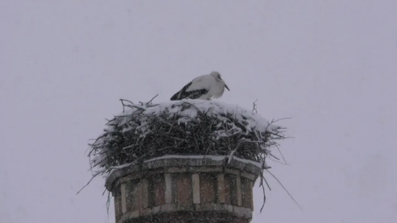 Poveste impresionantă: O BARZĂ a rămas peste iarnă în Braşov. Pompierii şi alpiniştii caută soluţii pentru a o ajuta să supravieţuiască