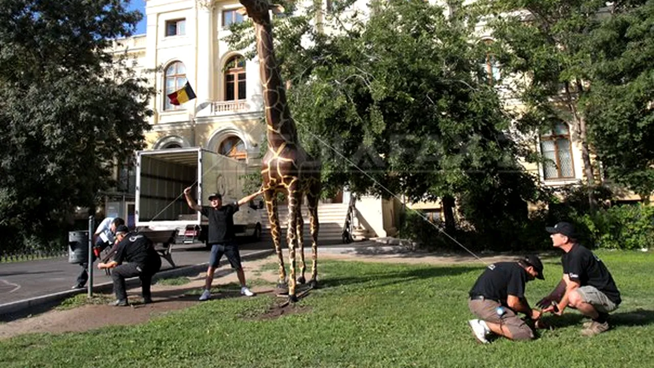 Girafa de la Antipa a fost reamplasată, joi, în faţa muzeului
