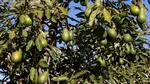 Un bebeluș a murit la patru zile după ce a fost lovit de un avocado. Autoritățile din Argentina, acuzate de neglijență