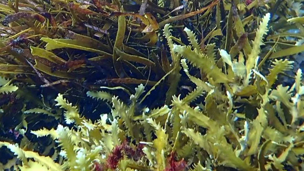 VIDEO Cea mai mare plantă din lume a fost descoperită în largul coastelor australiene. S-a răspândit pe parcursul a 4.500 de ani