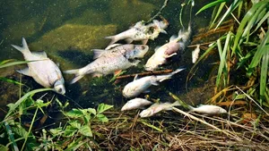 Tone de peşti morţi în râul Oder, la graniţa dintre Germania şi Polonia. Autorităţile investighează o posibilă contaminare 