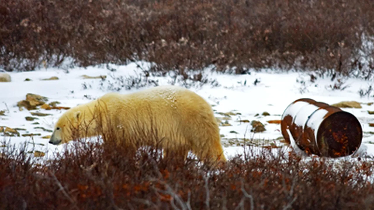 Arctica va rămâne fără gheaţă peste 30 de ani
