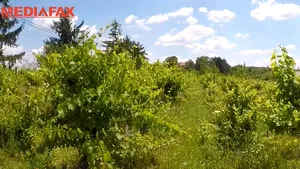 Proprietarul unei podgorii de vin din Iaşi mizează pe modernizări ca să facă profit după pandemie