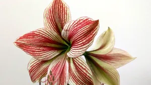 Amaryllis – eleganța florilor spectaculoase pentru interior (P)