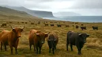 Misterul bovinelor uitate pe o insulă izolată: cum au supraviețuit mai mult de un secol fără oameni