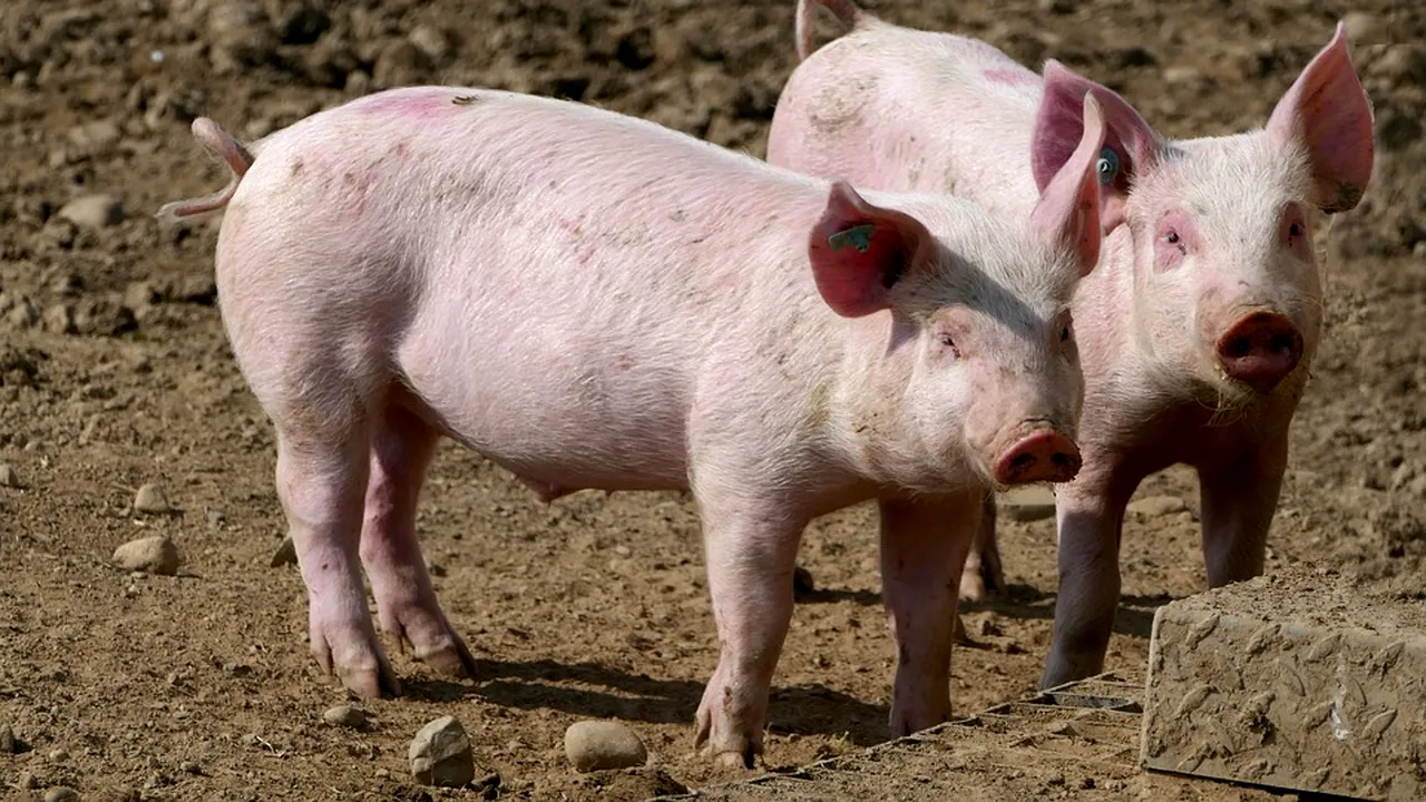 Reuşită uimitoare a oamenilor de ştiinţă. Au readus la viaţă creierul unui porc mort | VIDEO