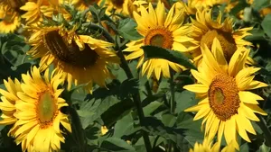 Ministrul Agriculturii îndeamnă fermierii să se descurce ca să poată cultiva floarea soarelui | VIDEO