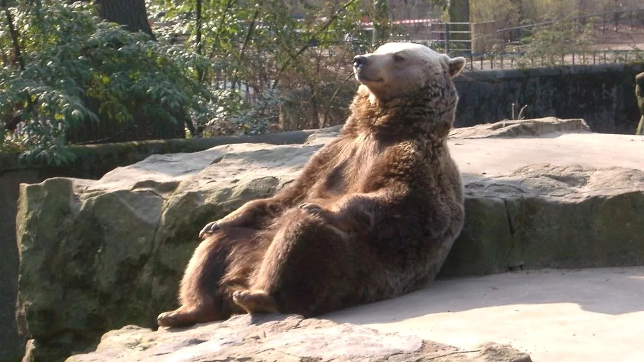 Un urs relaxat devine viral între utilizatorii Reddit: Imaginile zen care fac înconjurul Internetului - FOTO