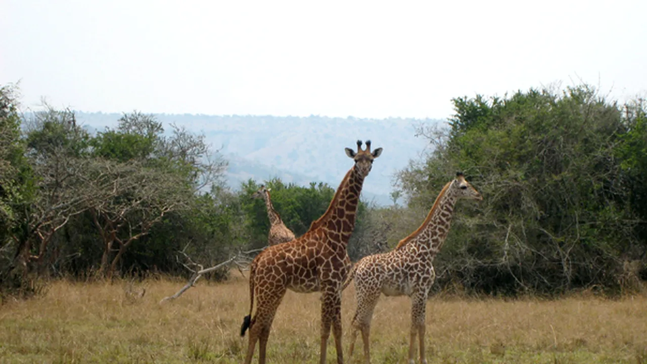 Paralela 45: Peste 500 de români plătesc 1 milion de euro ca să vadă lei, gorile şi girafe în Africa