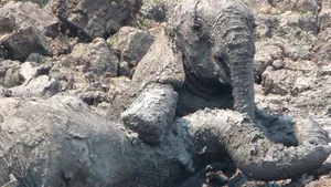 Imagini emoţionante: Un pui de elefant şi mama lui, salvaţi de la moarte de către oameni - FOTO