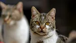 Animalele de companie din Israel pot intra în România fără microcip sau vaccin antirabic