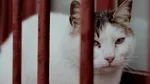 Peste 100 de pisici salvate în Sectorul 2. Imagini cu animalele surprinse de salvatori