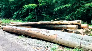 Consilieri ai Gărzii Forestiere din Suceava cereau mită pentru a nu sancționa neregulile din păduri