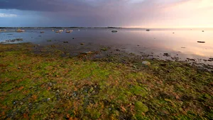 Algele oceanice pot evolua rapid pentru a se adapta încălzirii globale