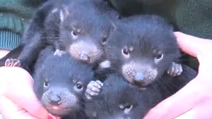 Cum arată puii de diavol tasmanian - VIDEO