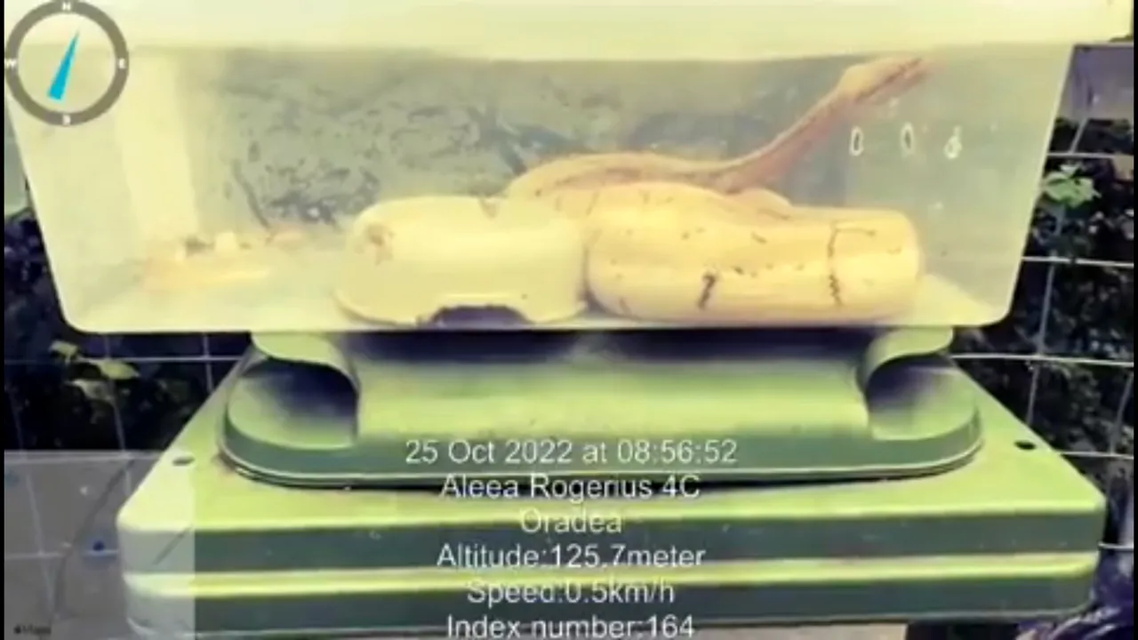 Trei şerpi au fost abandonaţi la tomberon în Oradea. Proprietarul reptilelor se află în custodia poliţiei