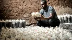 Ciupercile creează materiale de construcție mai rezistente decât cărămida și mortarul. O fermă din Kenya oferă speranțe pentru construcții durabile