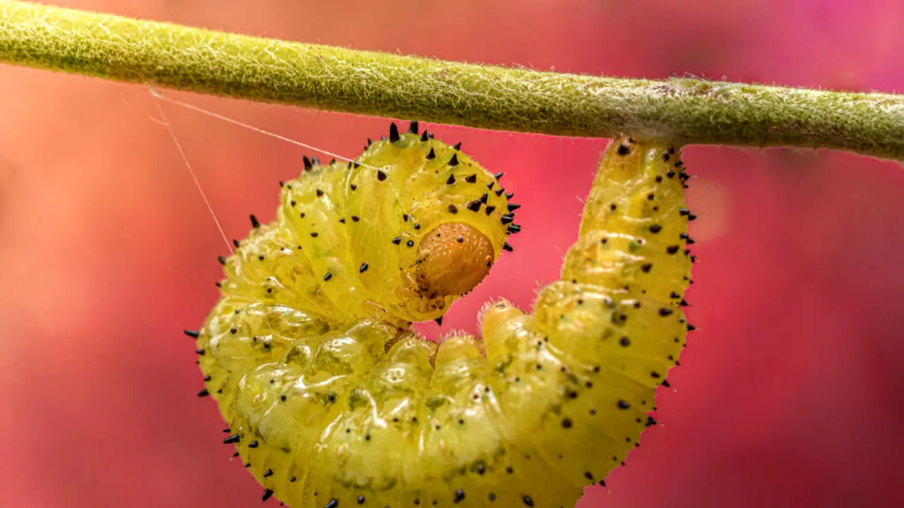 Un vierme periculos mănâncă carne vie. Texas a declarat stare de dezastru