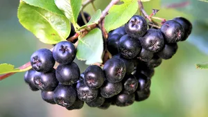 Piaţa globală de Aronia se aşteaptă să continue trendul de creştere în 2023