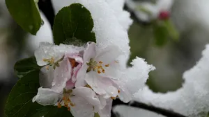 Culturile de fructe şi cereale, AFECTATE major de 