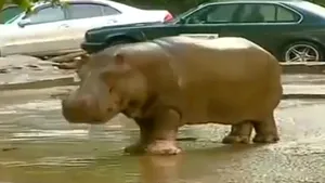 INUNDAŢIILE din Tbilisi: Directorul grădinii zoologice cere autorităţilor să nu ucidă animalele găsite pe străzi - VIDEO