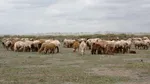 Exporturile de alimente și animale vii au crescut cu 8,1% în primele șapte luni ale anului. Importurile, în scădere