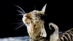 Cel mai simplu mod de a comunica cu pisica ta? Arma secretă este „zâmbetul felin” – pentru weekend