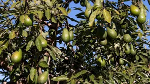 Un bebeluș a murit la patru zile după ce a fost lovit de un avocado. Autoritățile din Argentina, acuzate de neglijență