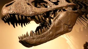 Tyrannosaurus Rex avea un simţ al mirosului foarte dezvoltat