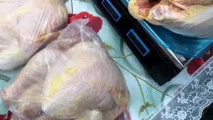 Găini vopsite. Uimirea inspectorilor când au găsit, în Galaţi, pui coloraţi ca să pară de la ţară