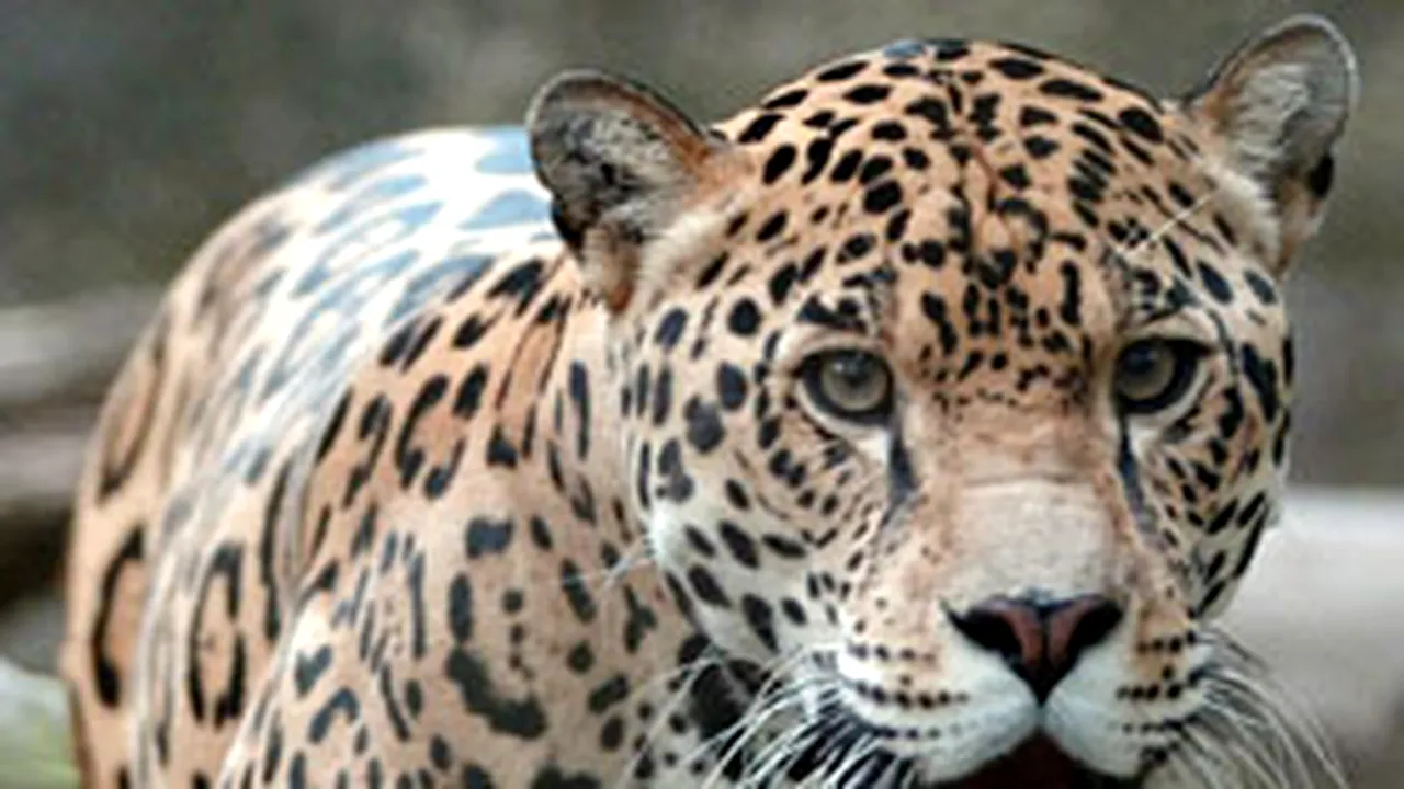 Institutul de Diagnostic şi Sănătate Animală: Jaguarul de la Zoo Băneasa a murit din cauza stresului