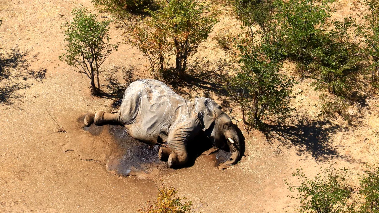 Misterul deltei transformate în „cimitirul elefanţilor”. Autorităţile din Botswana au descoperit cauza celor peste 350 de decese
