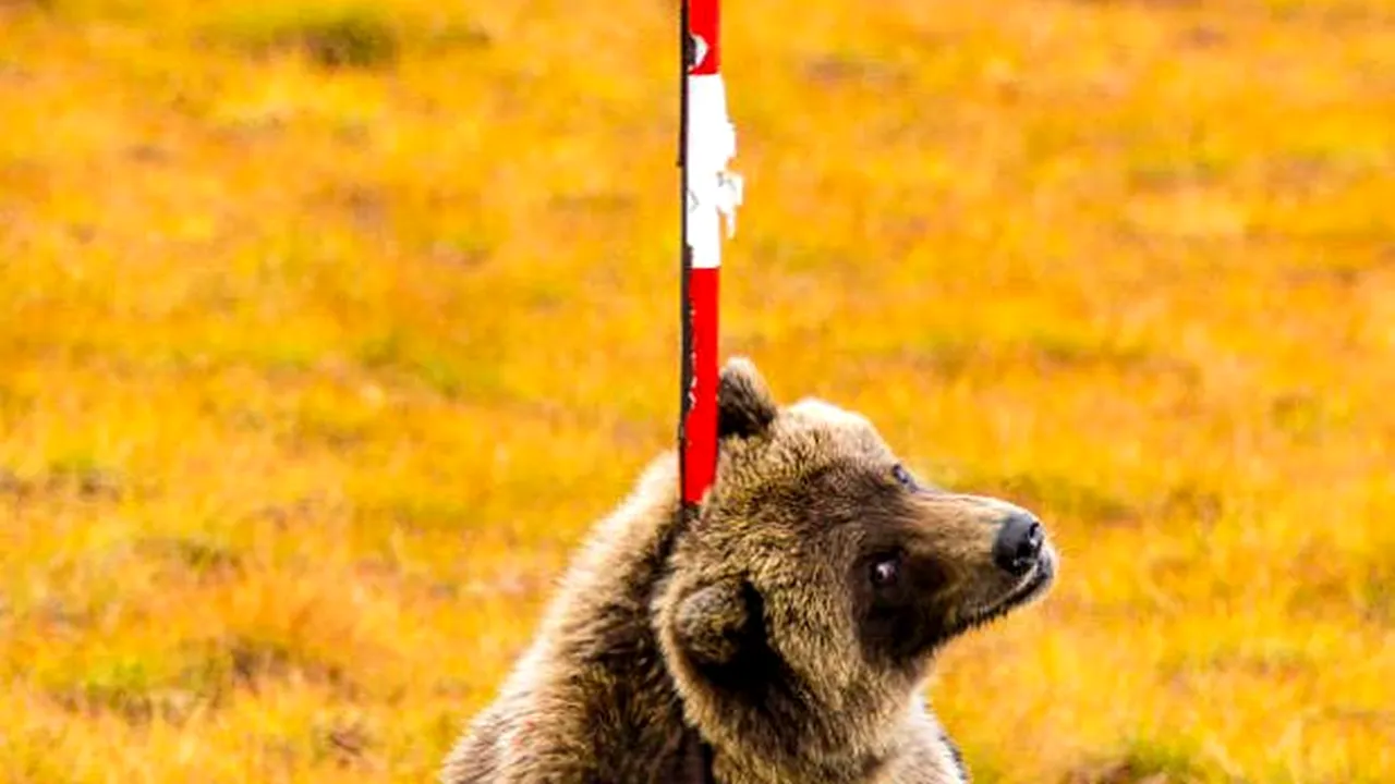Momentul de bucurie în care doi urşi grizzly au „luat-o razna” după ce au găsit un stâlp în mijlocul pustietăţii | FOTO