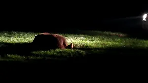 Asociaţie de protecţie a urşilor: La Harghita nu s-a intervenit de teama unui dosar penal / Ministrul a semnat „ca primarul” ordinul prin care animalul a fost ucis